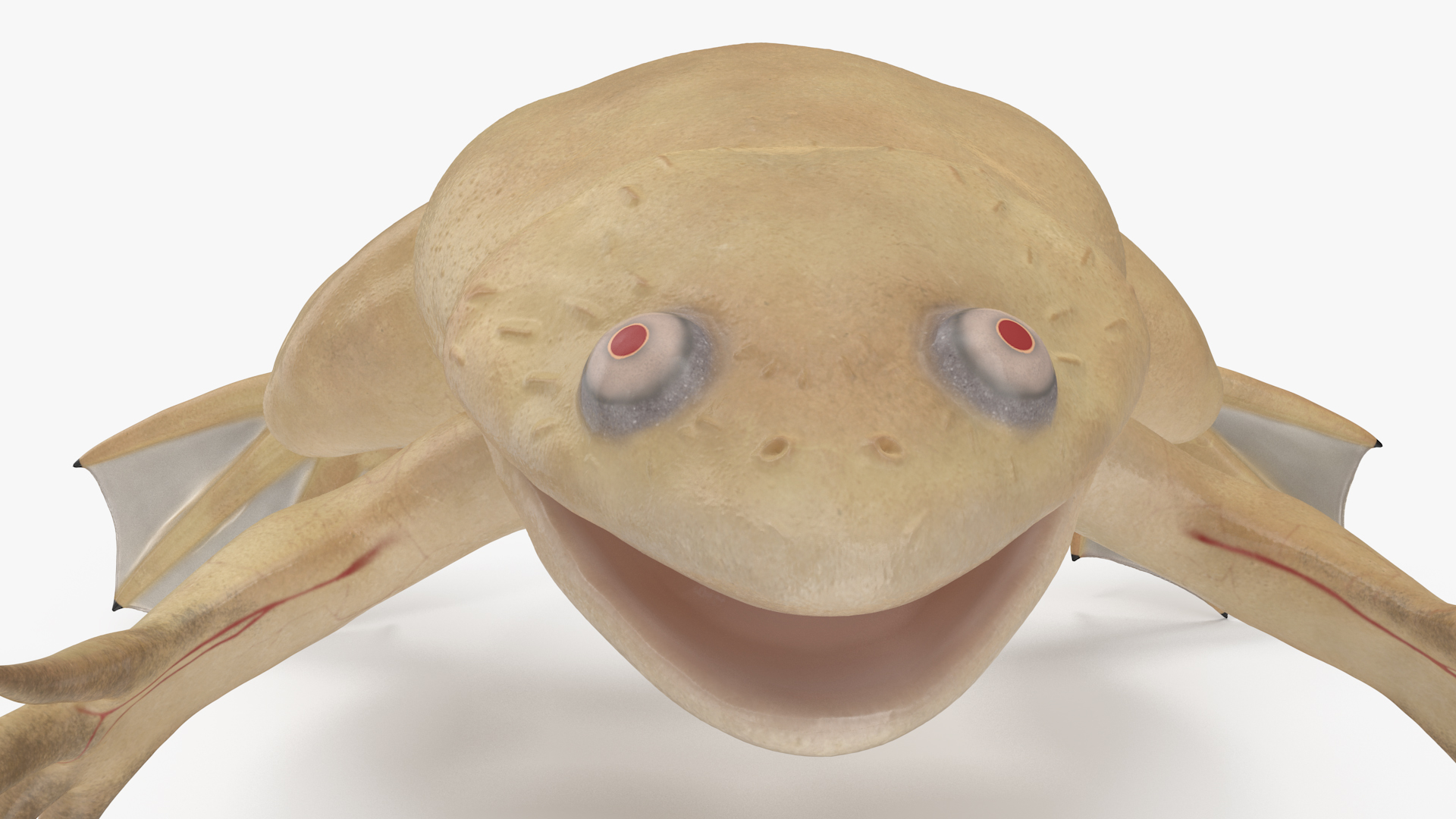 3D Xenopus African Clawed Toad Rigged for Maya model
