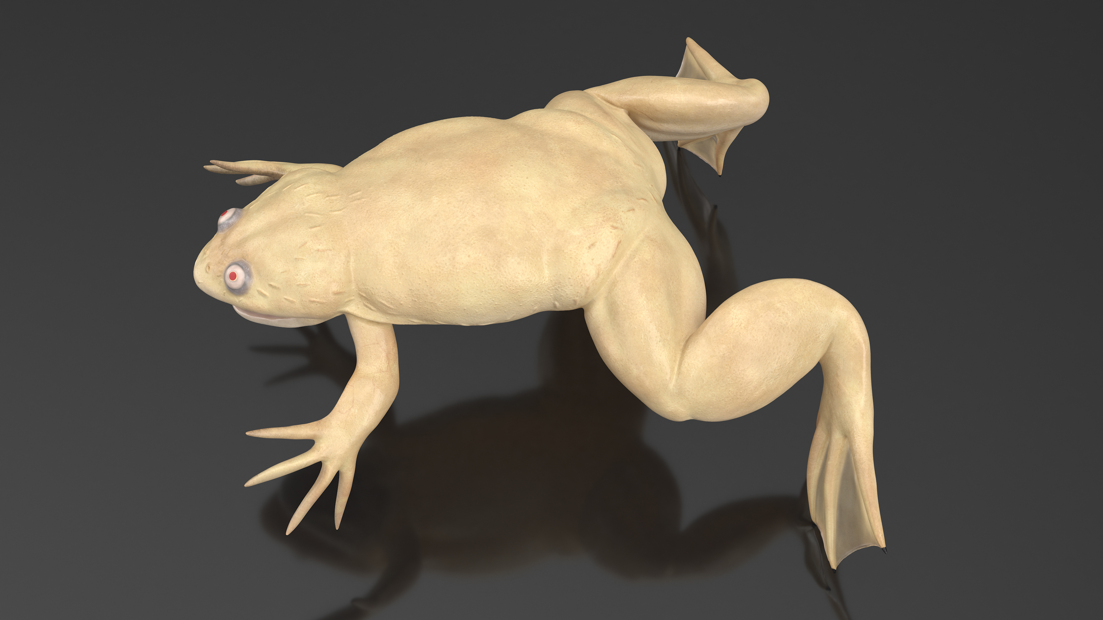 3D Xenopus African Clawed Toad Rigged for Maya model