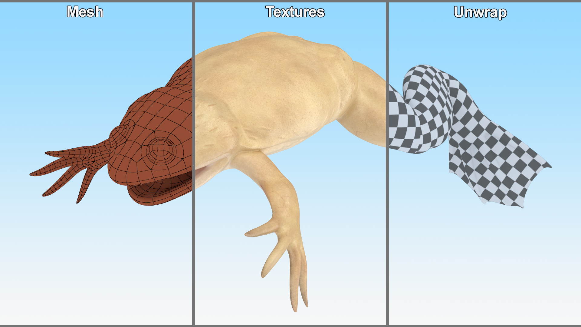 3D Xenopus African Clawed Toad Rigged for Maya model