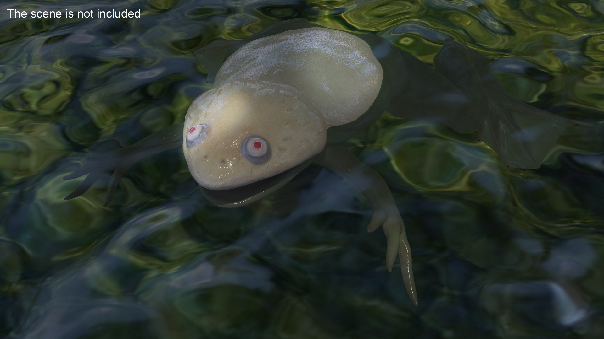 3D Xenopus African Clawed Toad Rigged for Maya model
