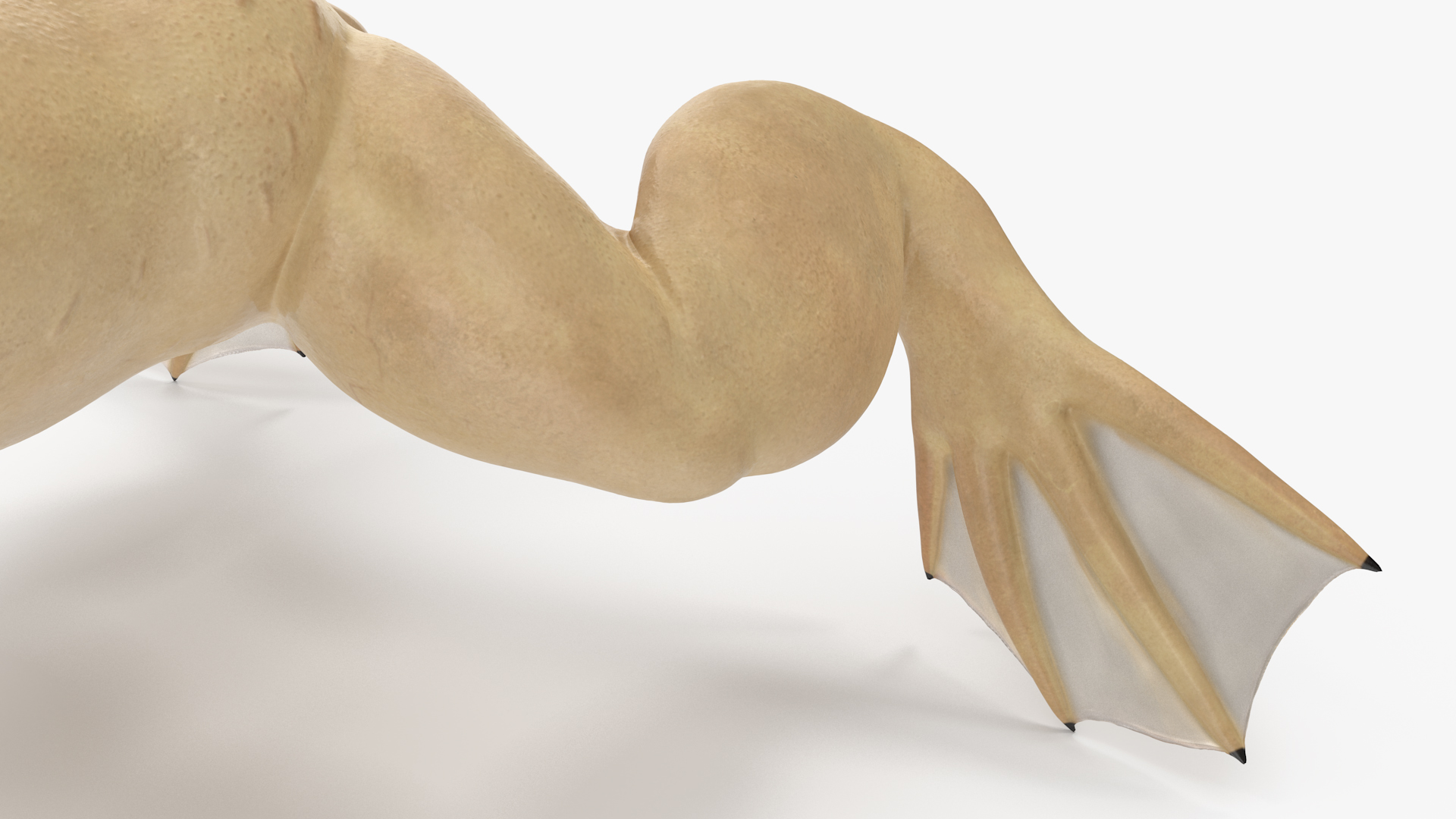 3D Xenopus African Clawed Toad Rigged for Maya model