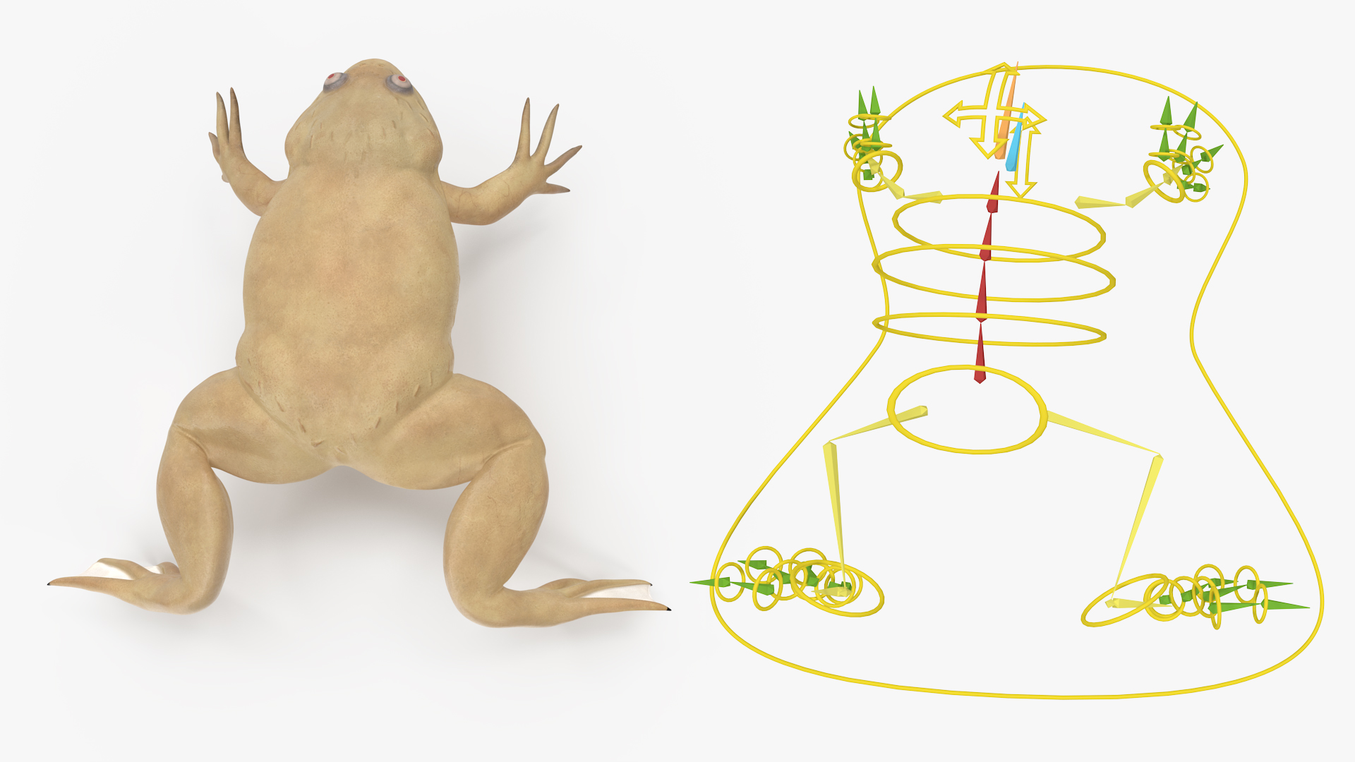 3D Xenopus African Clawed Toad Rigged for Maya model