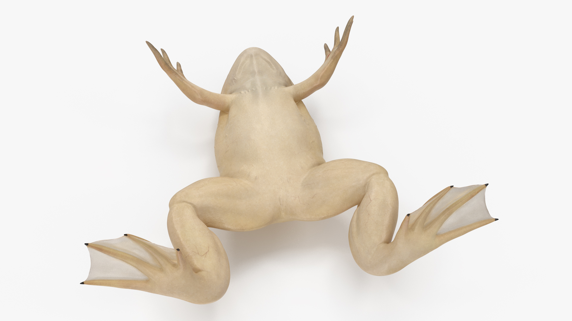 3D Xenopus African Clawed Toad Rigged for Maya model