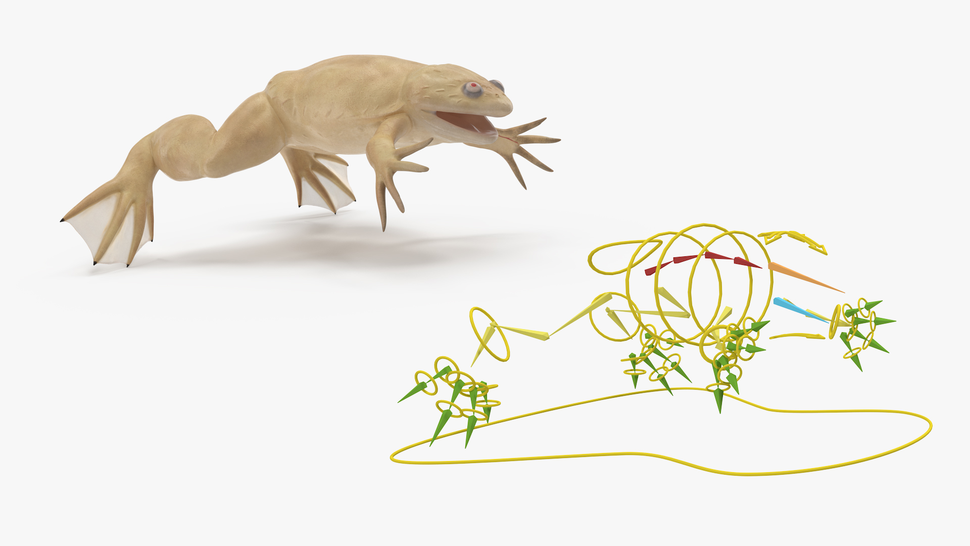 3D Xenopus African Clawed Toad Rigged for Maya model