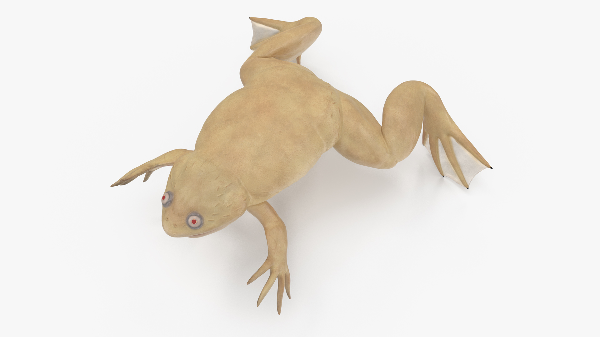 3D Xenopus African Clawed Toad Rigged for Maya model