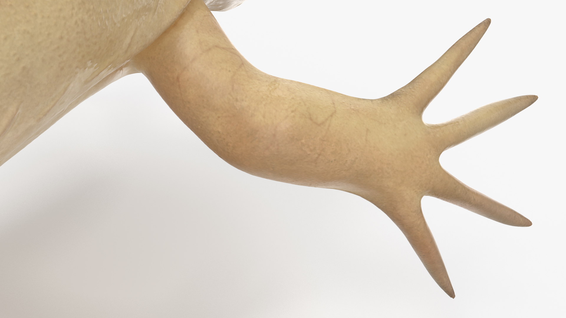 3D Xenopus African Clawed Toad Rigged for Maya model