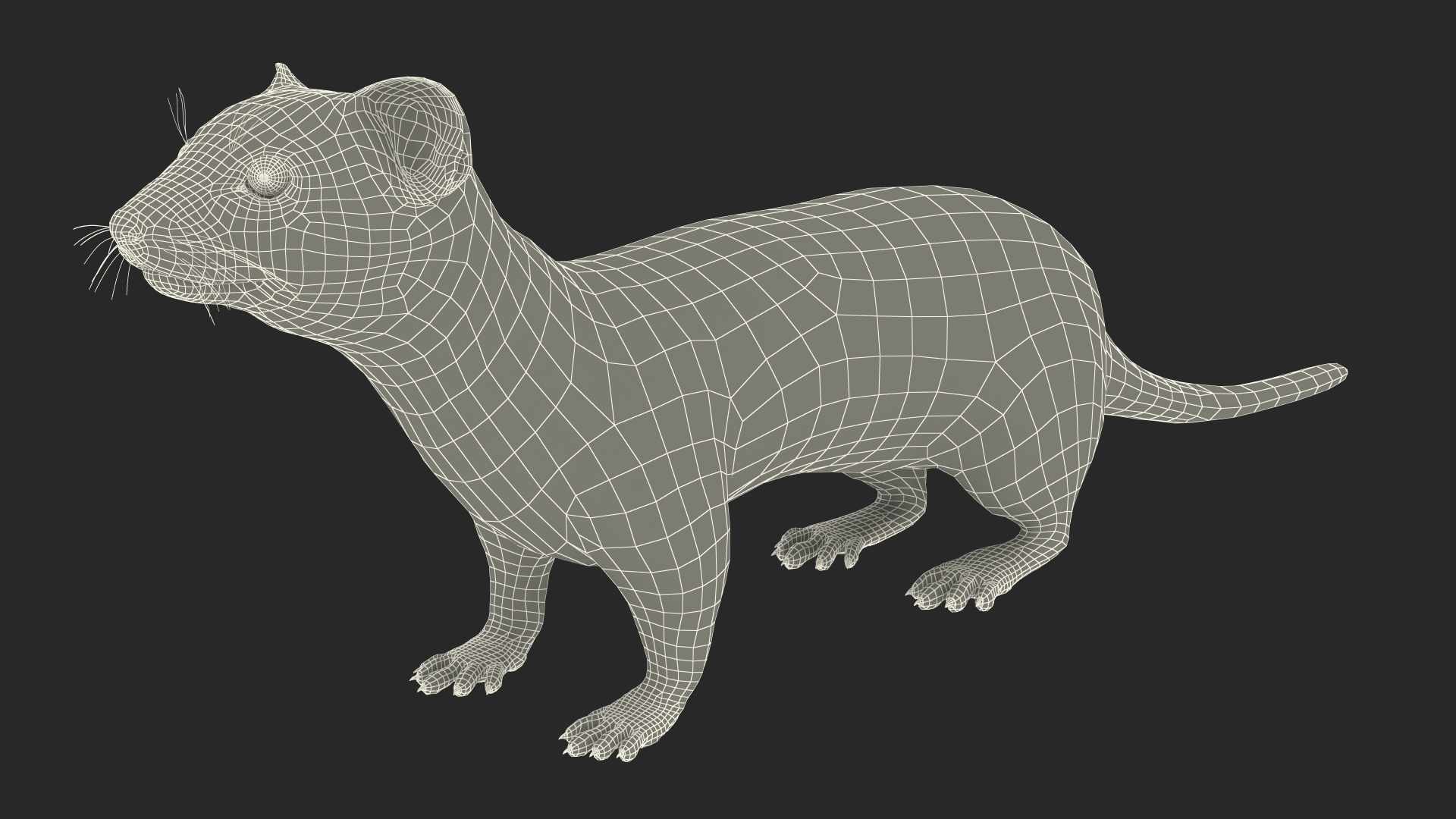 3D Vormela Peregusna Fur Rigged model