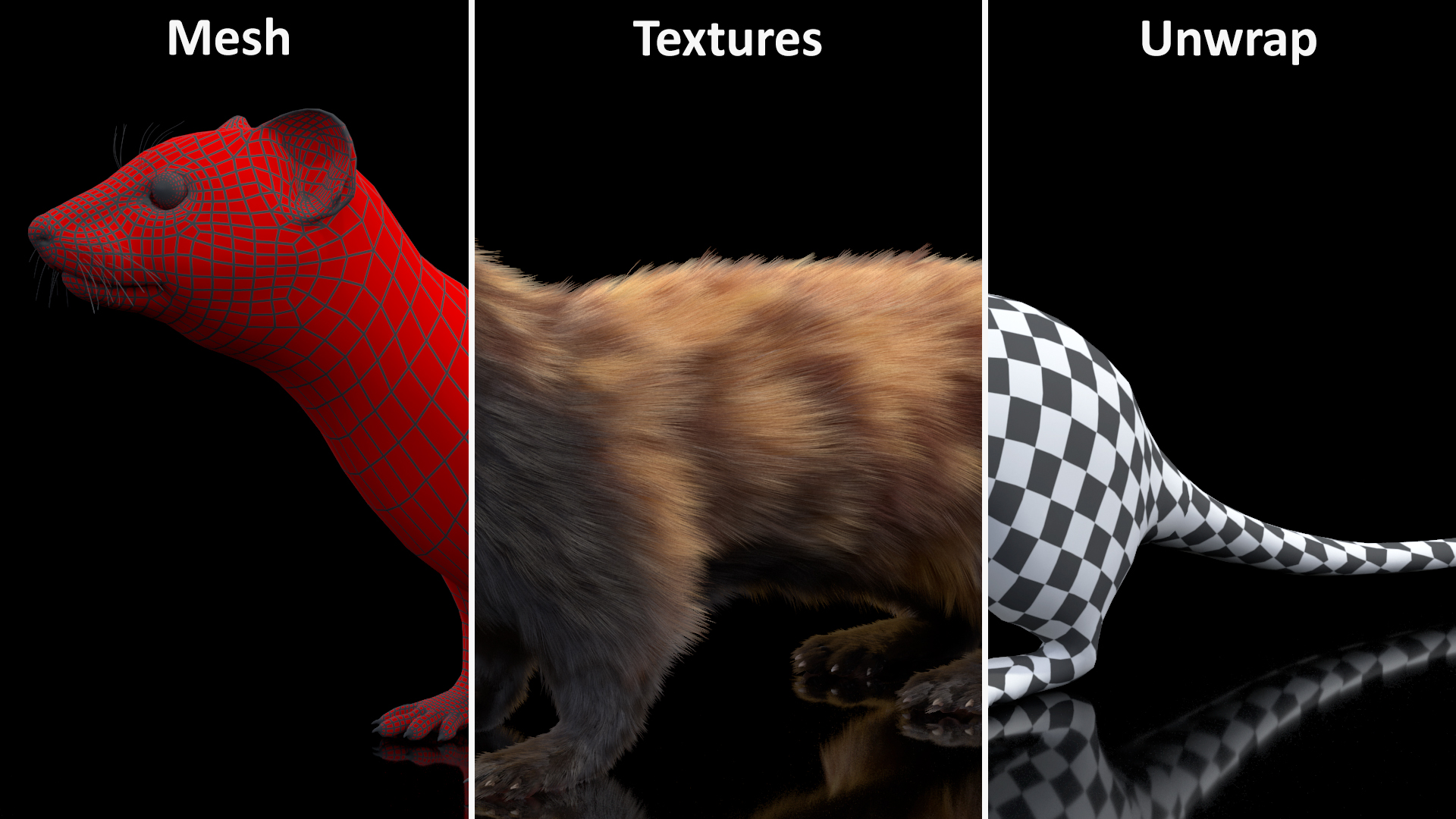 3D Vormela Peregusna Fur Rigged model