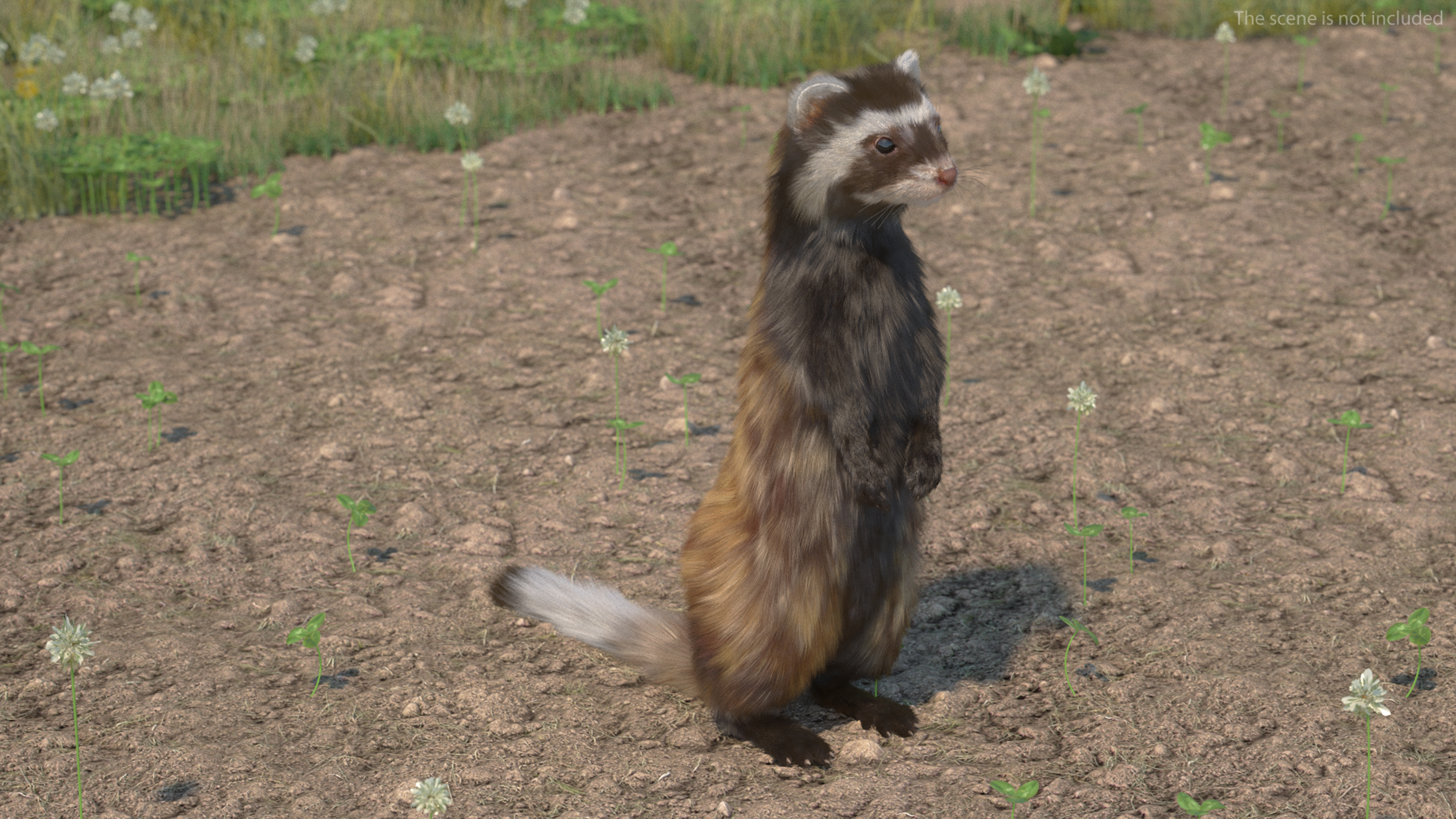 3D Vormela Peregusna Fur Rigged model