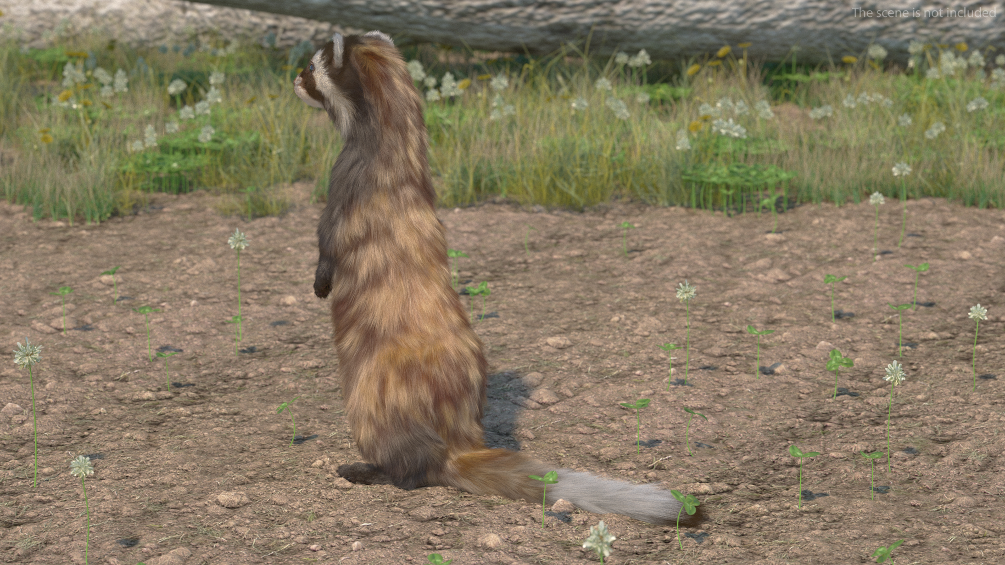 3D Vormela Peregusna Fur Rigged model