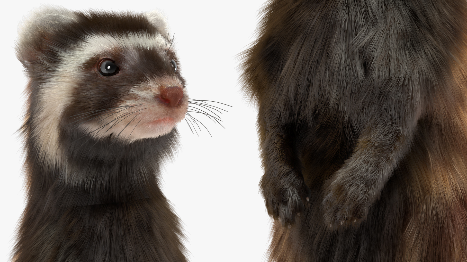 3D Vormela Peregusna Fur Rigged model