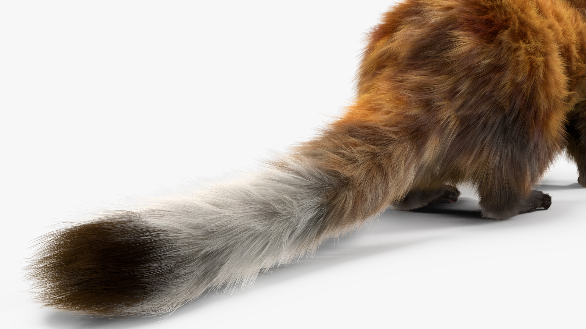 3D Vormela Peregusna Fur Rigged model