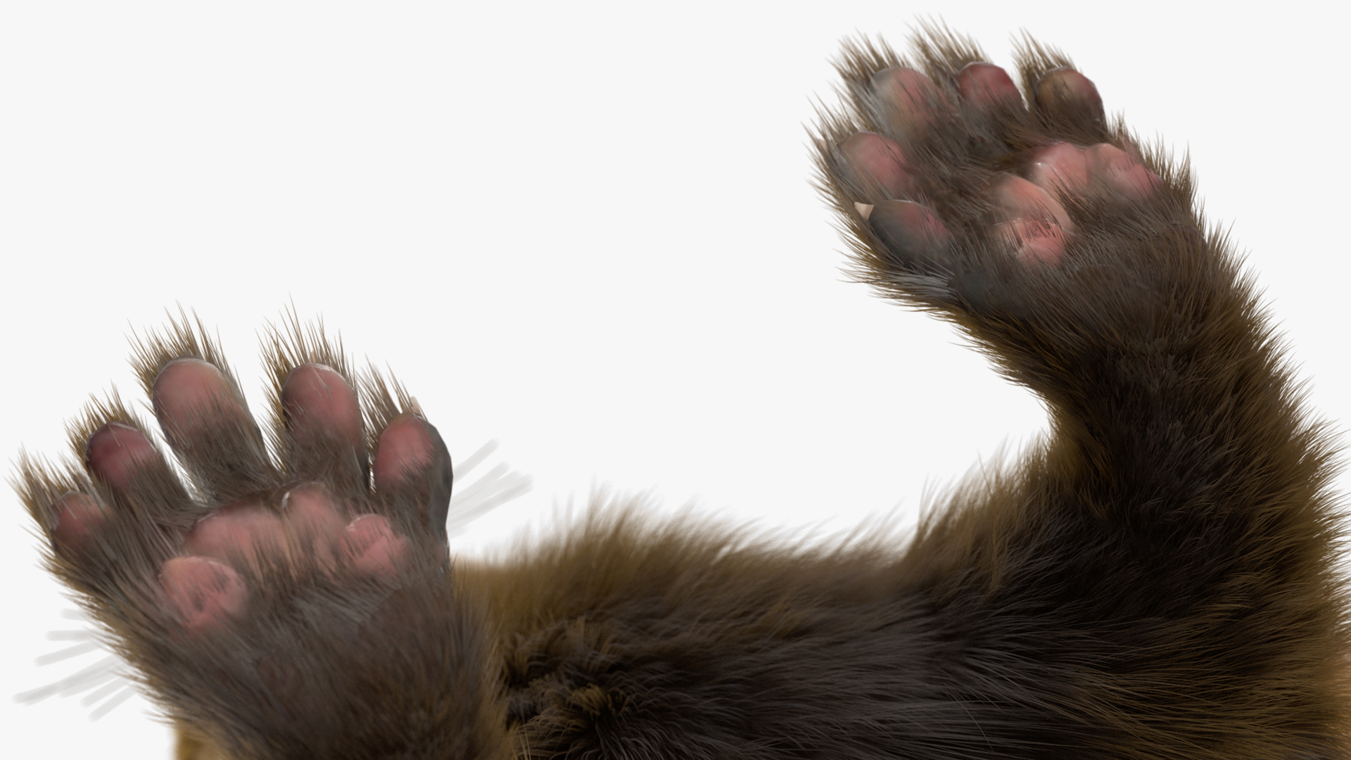 3D Vormela Peregusna Fur Rigged model