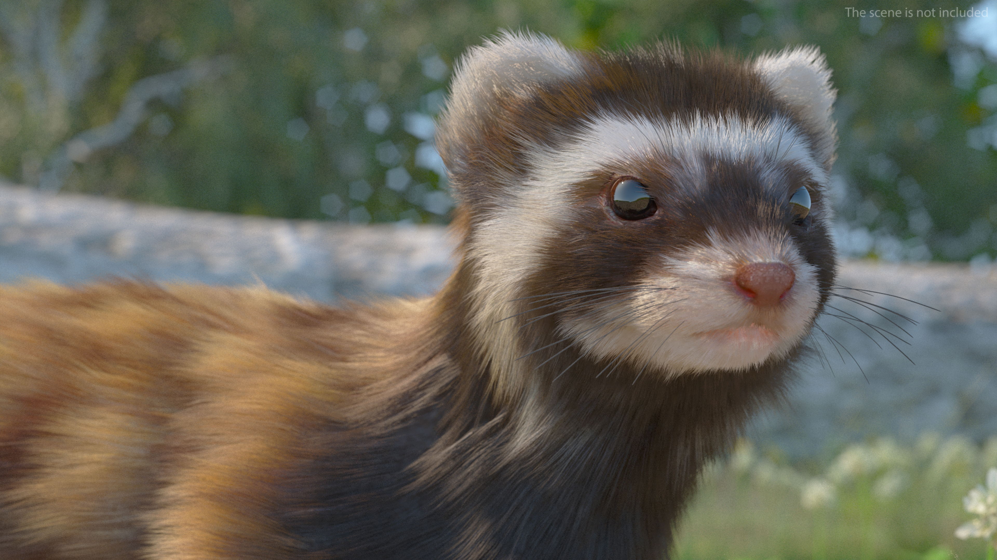 3D Vormela Peregusna Fur Rigged model