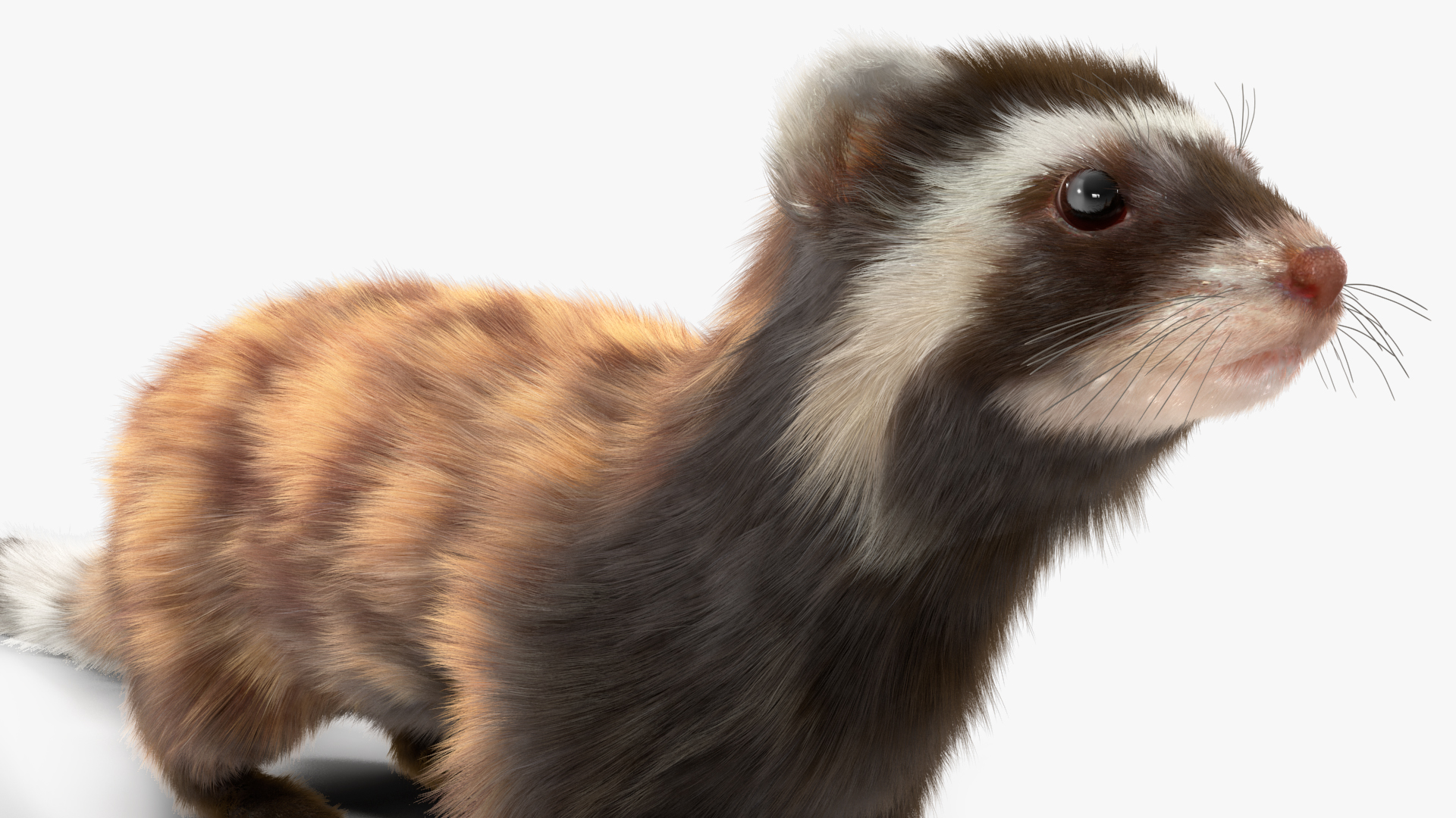 3D Vormela Peregusna Fur Rigged model