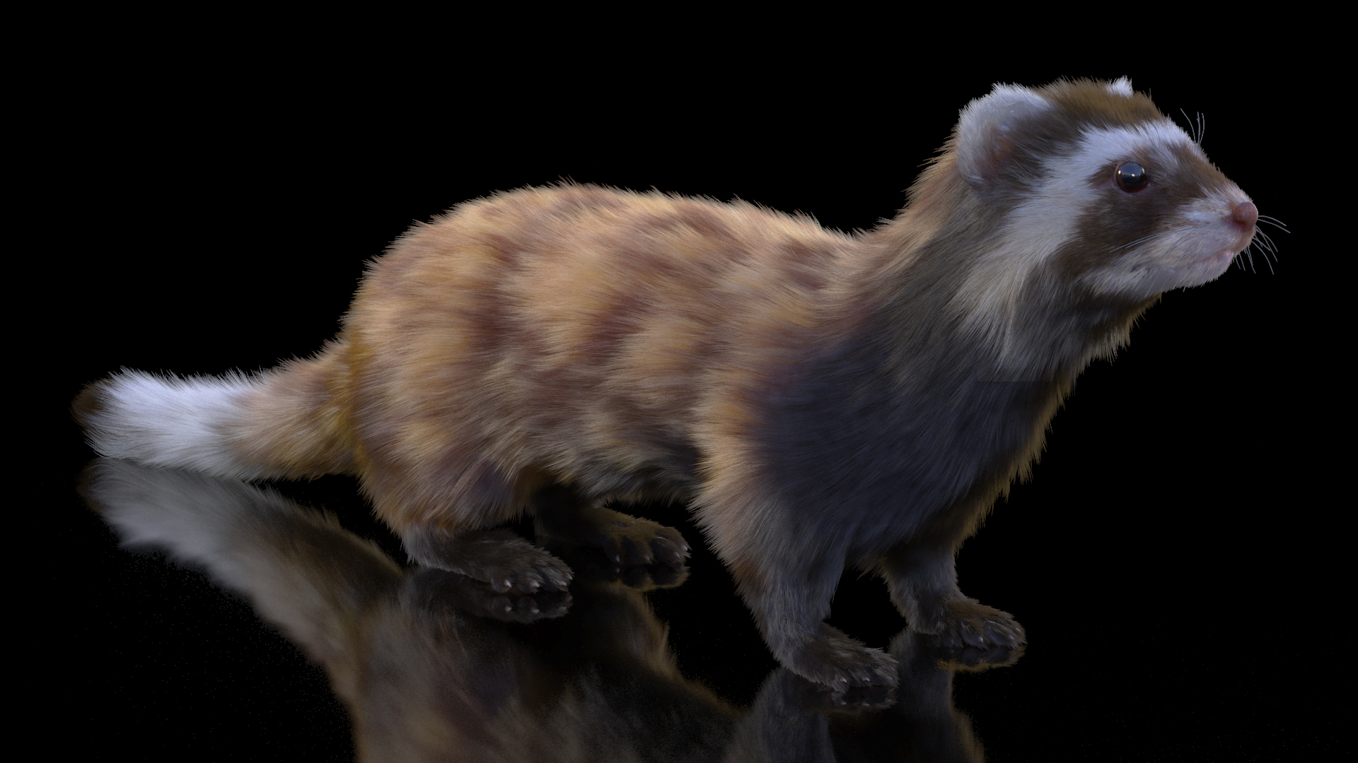 3D Vormela Peregusna Fur Rigged model