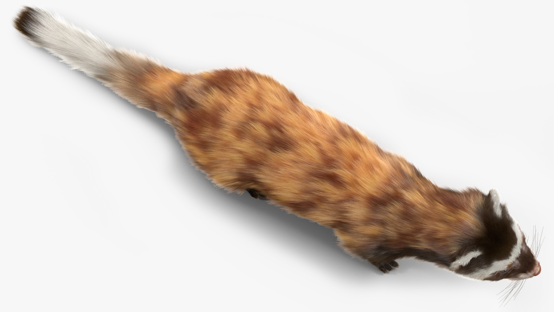3D Vormela Peregusna Fur Rigged model