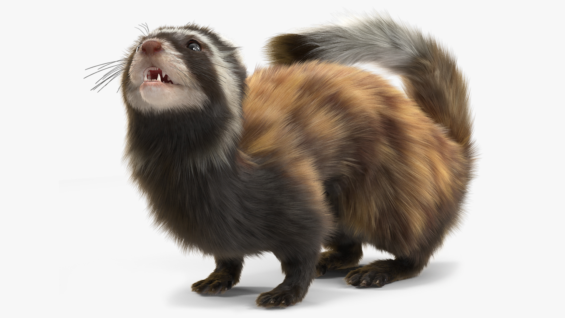 3D Vormela Peregusna Fur Rigged model