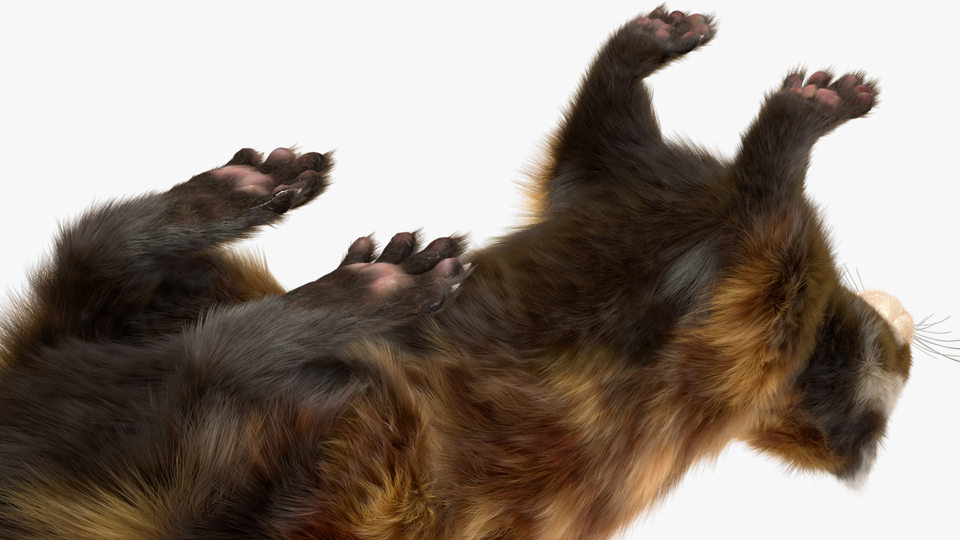 3D Vormela Peregusna Fur Rigged model