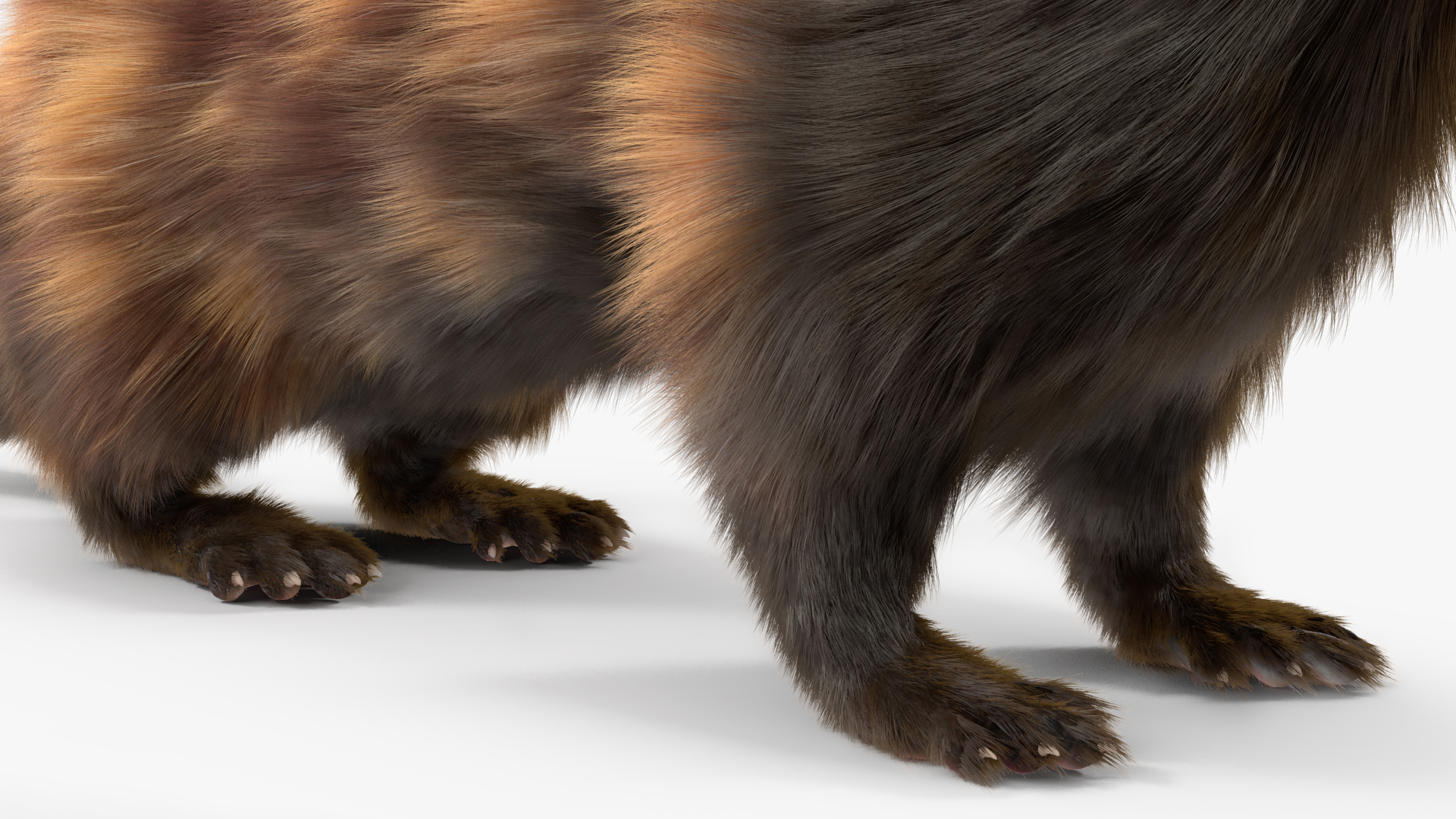 3D Vormela Peregusna Fur Rigged model