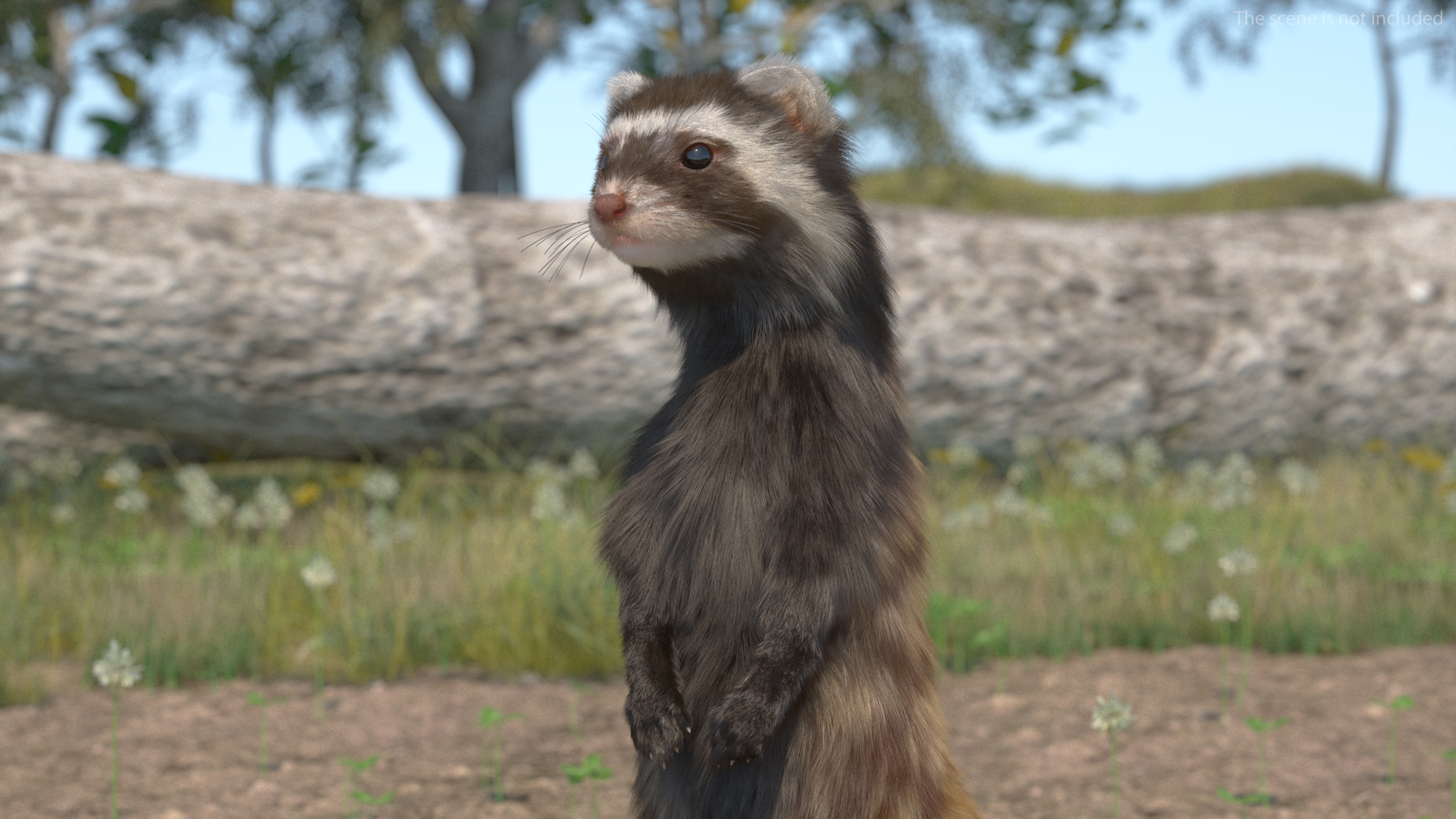 3D Vormela Peregusna Fur Rigged model
