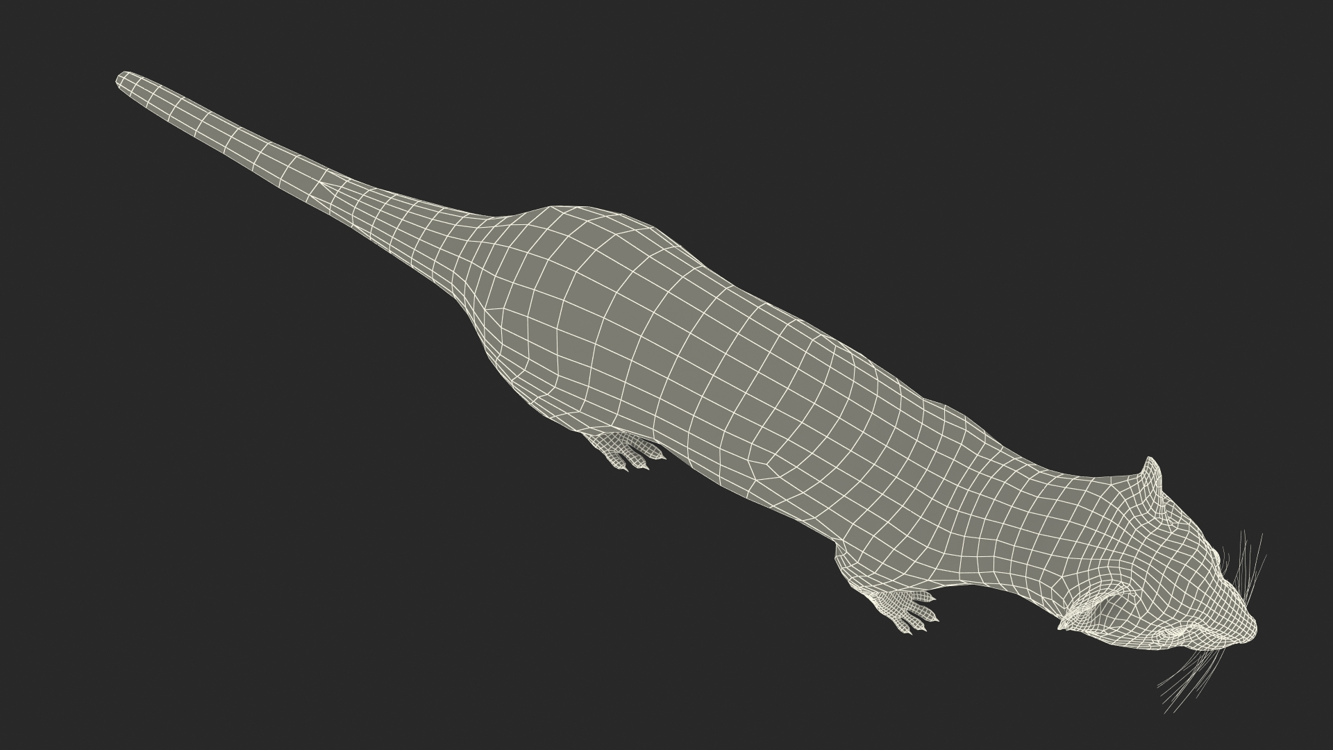 3D Vormela Peregusna Fur Rigged model