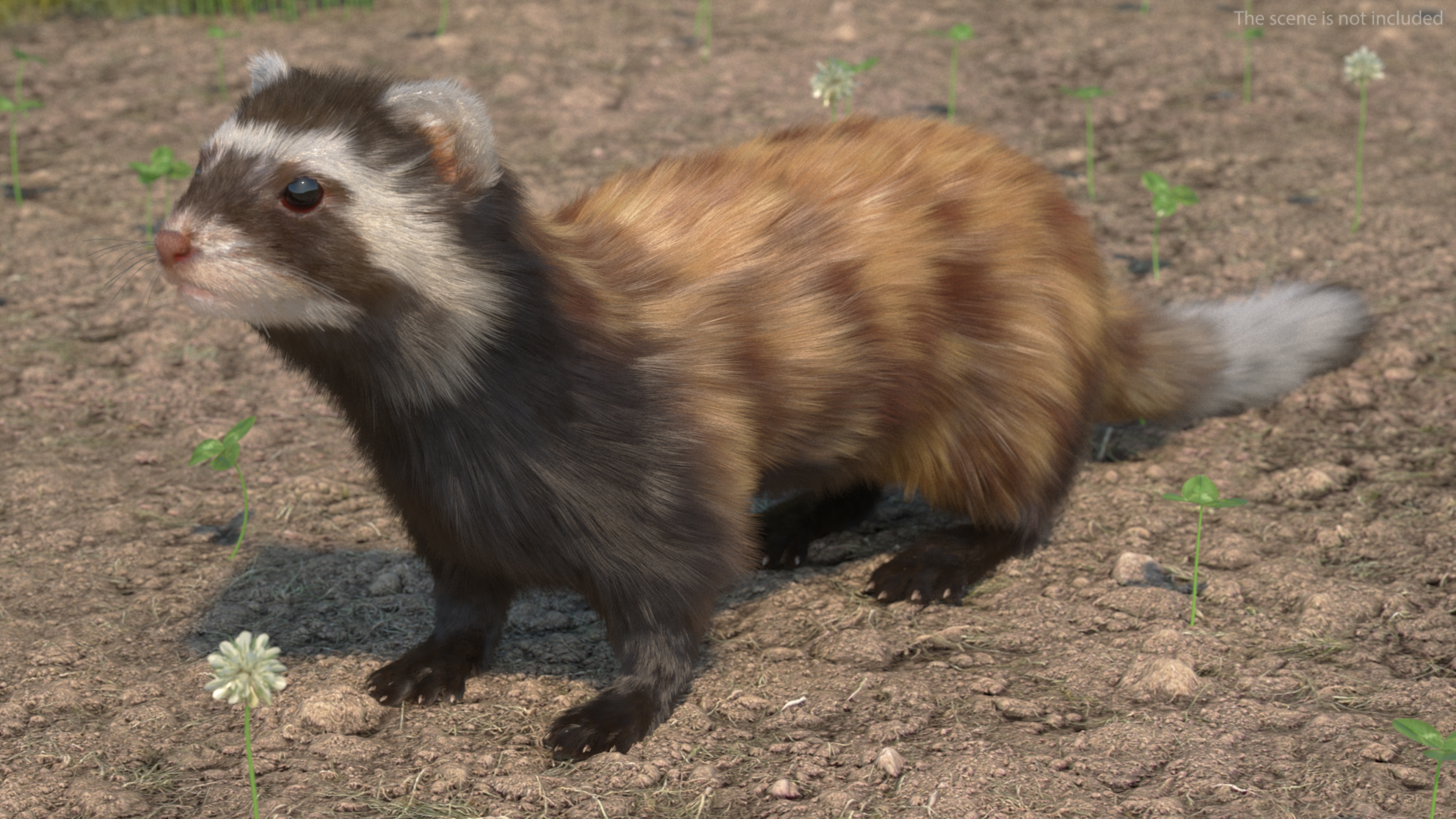 3D Vormela Peregusna Fur Rigged model