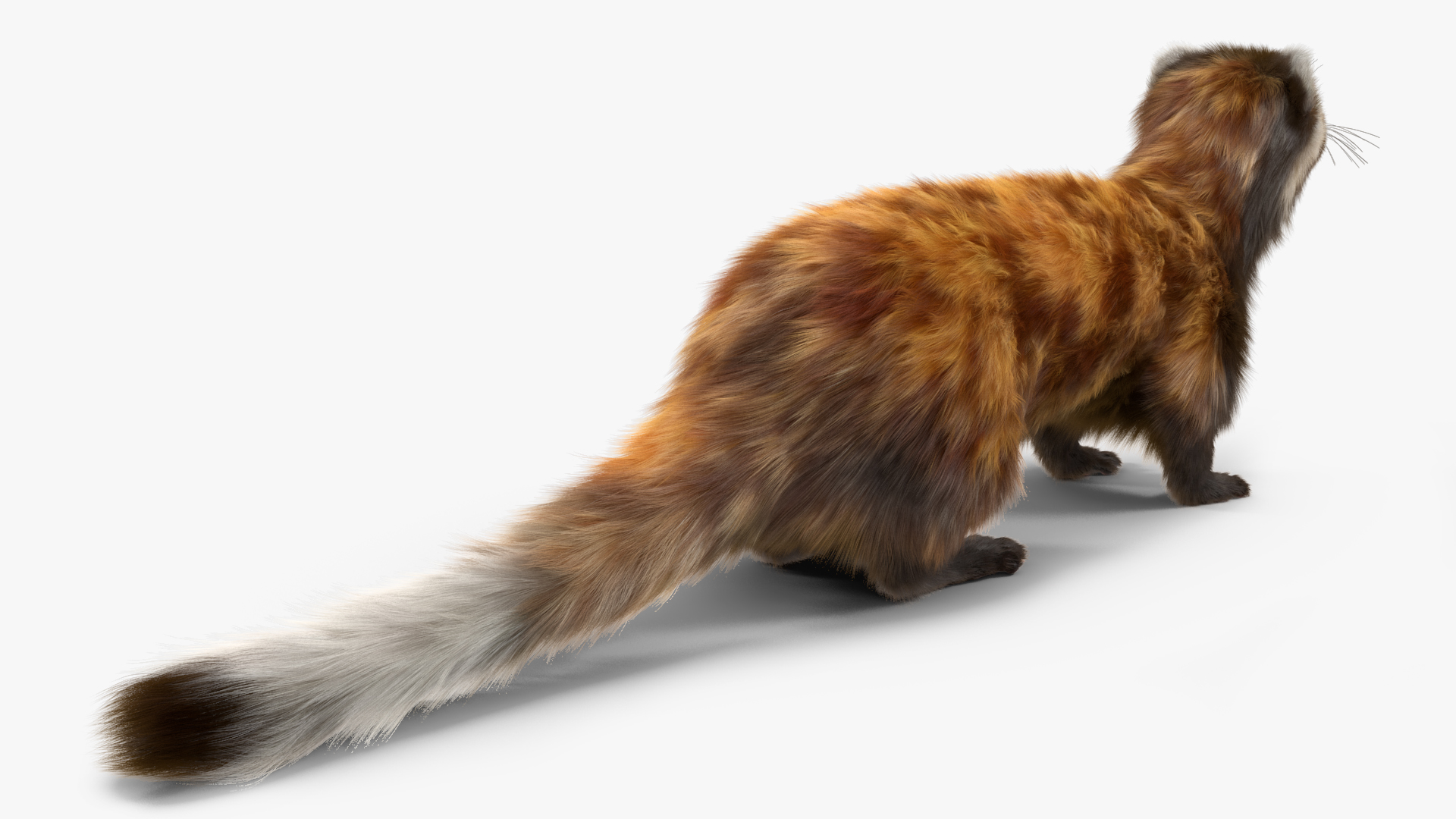 3D Vormela Peregusna Fur Rigged model
