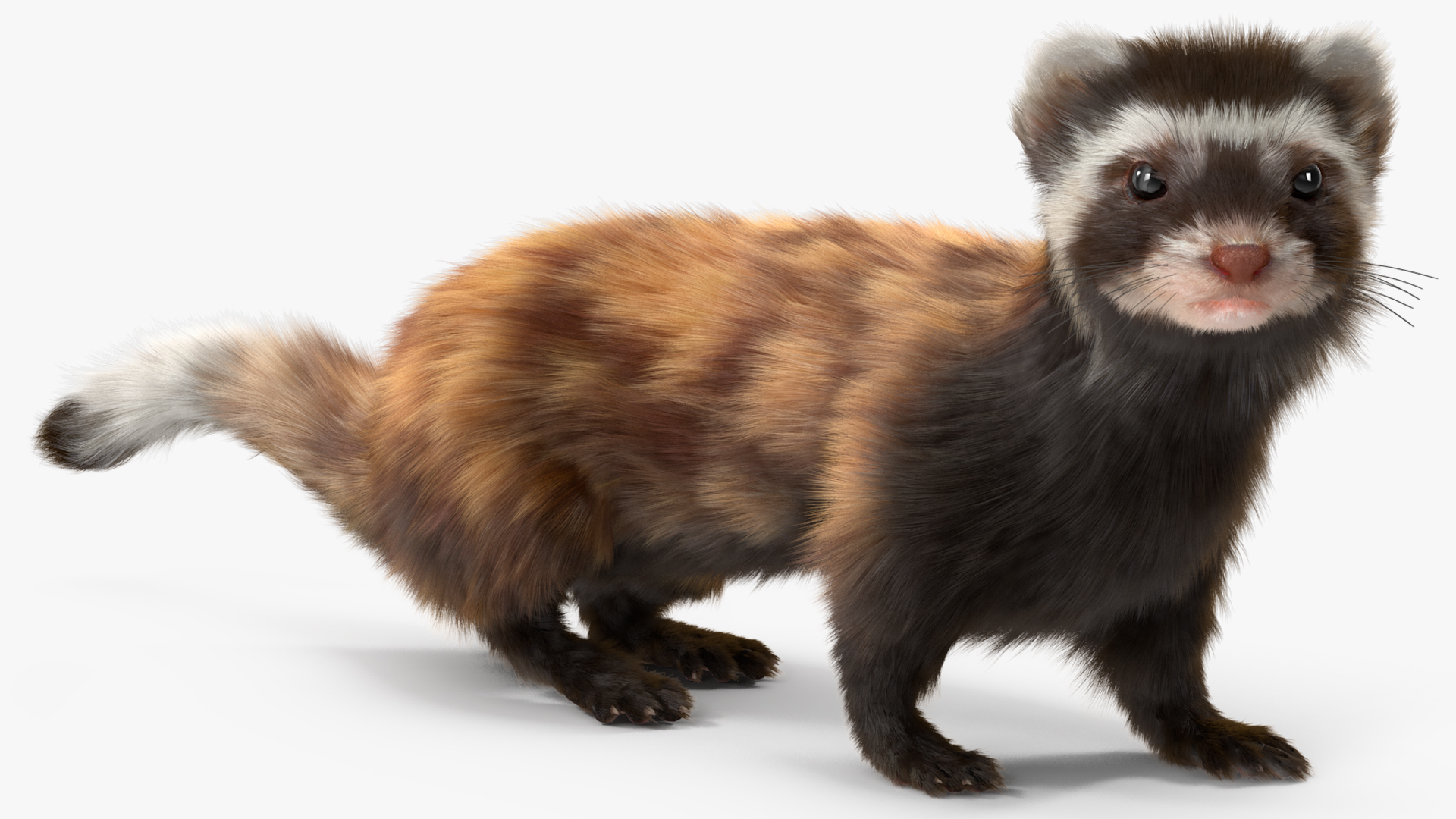 3D Vormela Peregusna Fur Rigged model