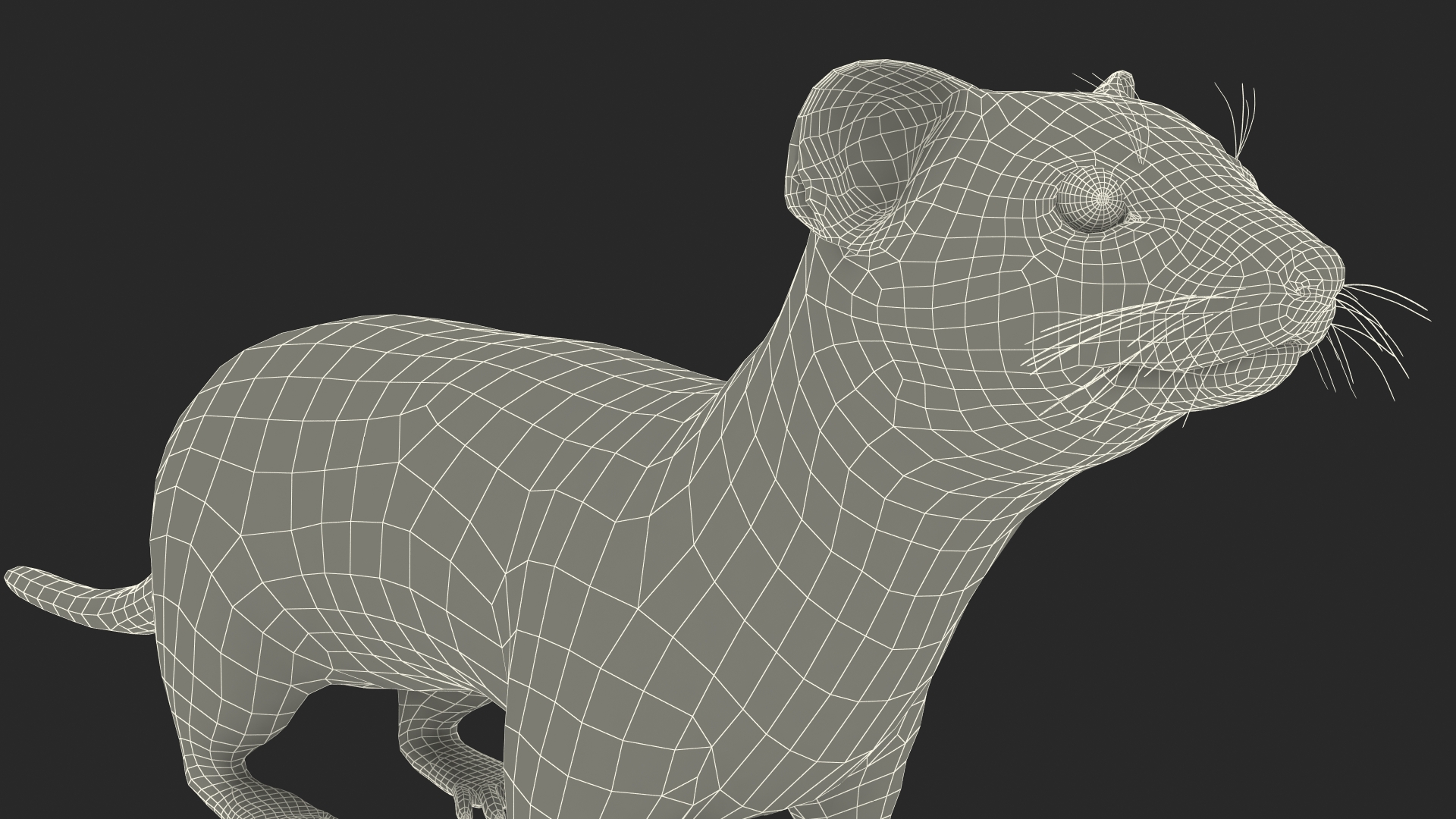 3D Vormela Peregusna Fur Rigged model