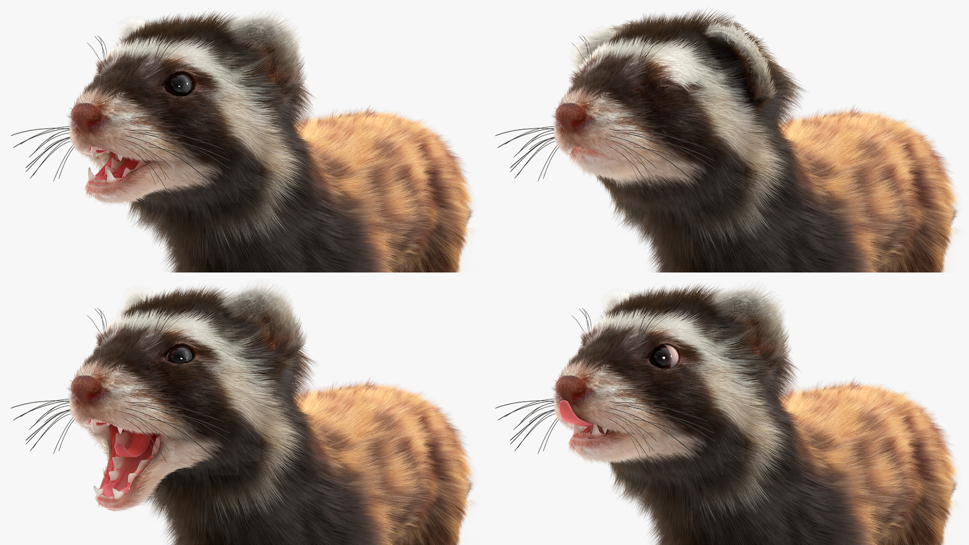 3D Vormela Peregusna Fur Rigged model