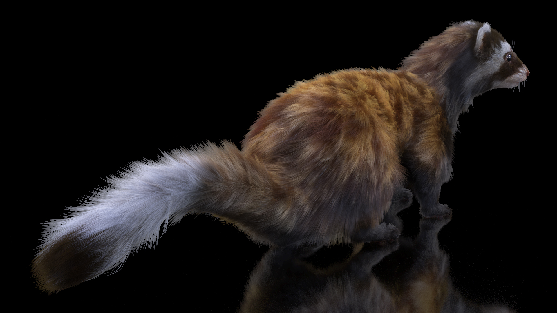 3D Vormela Peregusna Fur Rigged model