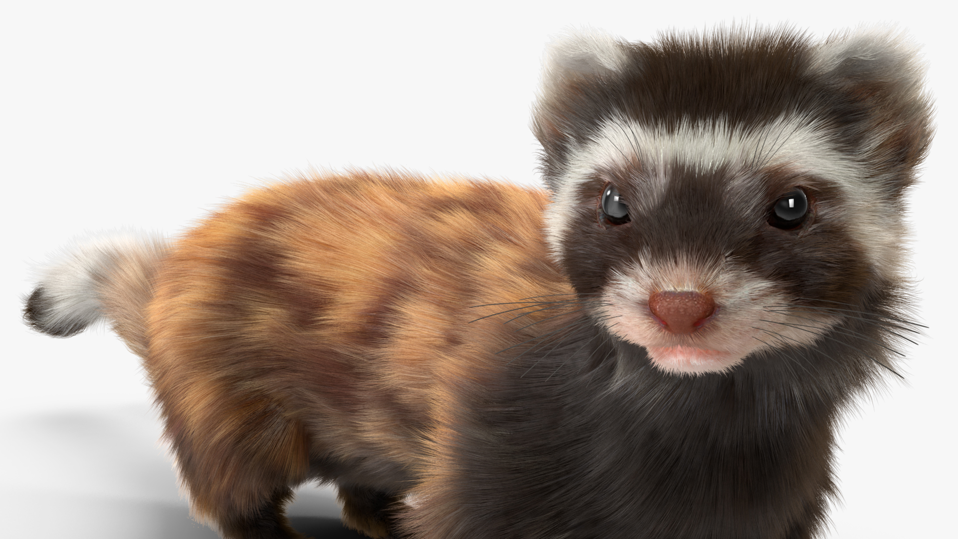 3D Vormela Peregusna Fur Rigged model
