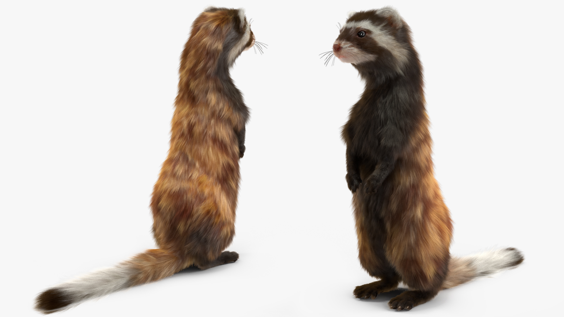 3D Vormela Peregusna Fur Rigged model
