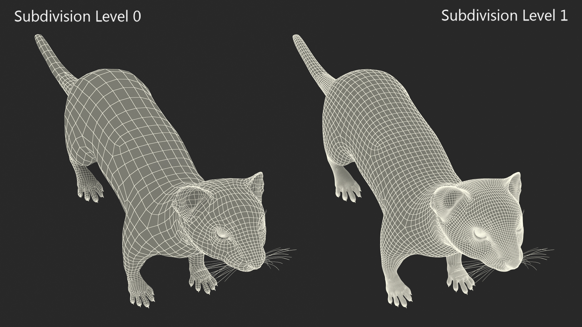 3D Vormela Peregusna Fur Rigged model