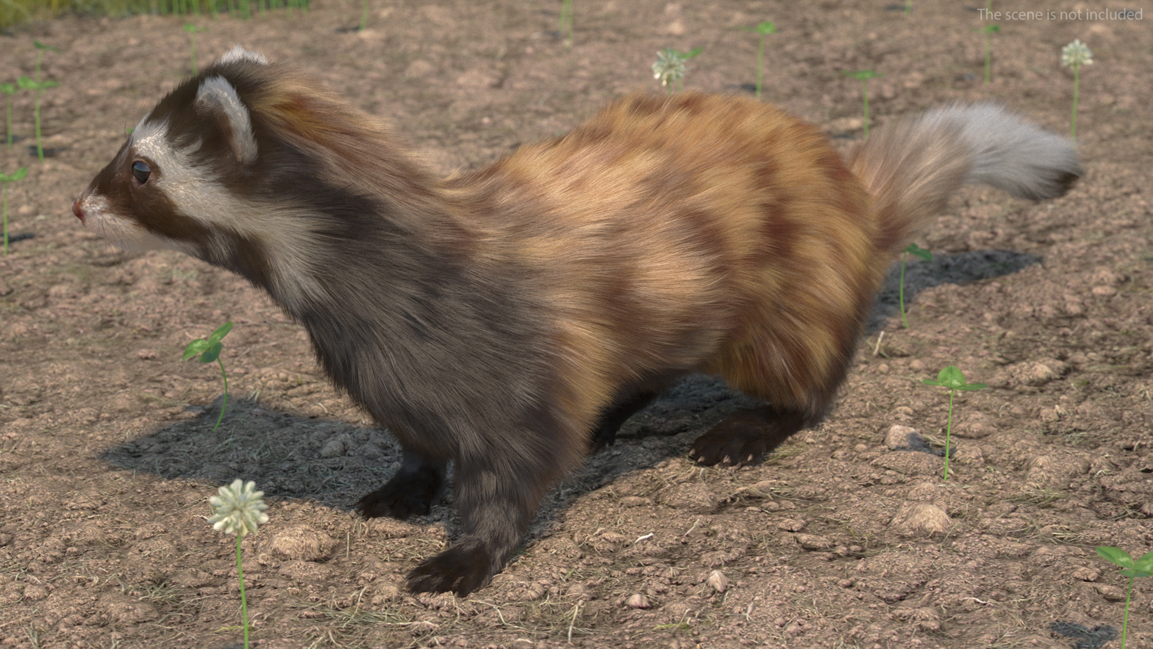 3D Vormela Peregusna Fur Rigged model