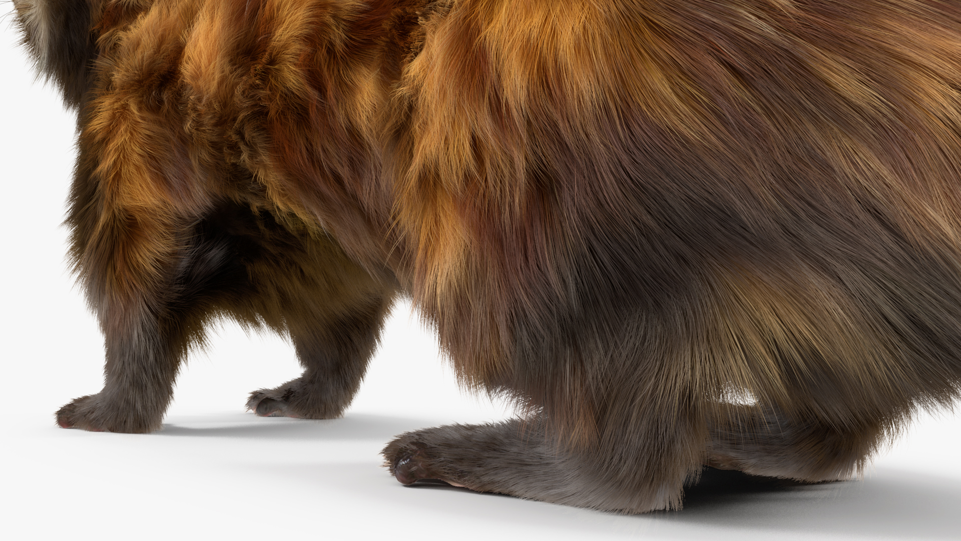 3D Vormela Peregusna Fur Rigged model
