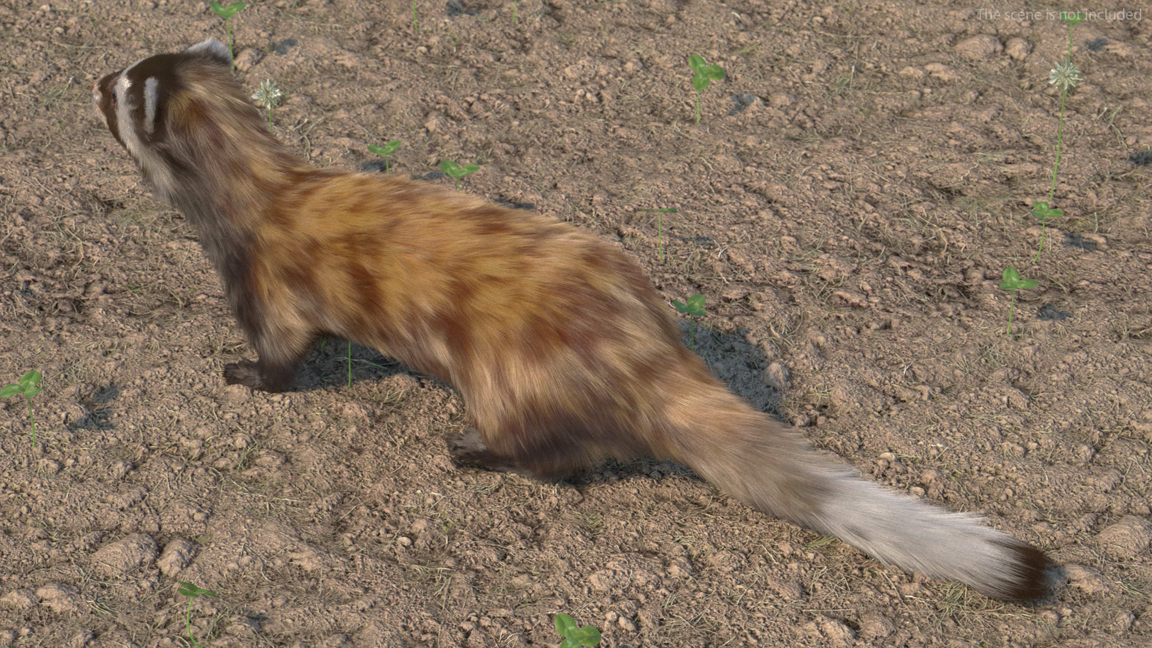 3D Vormela Peregusna Fur Rigged model