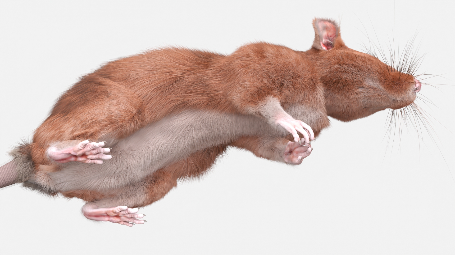 Realistic Lifelike Rodent Rat 3D model