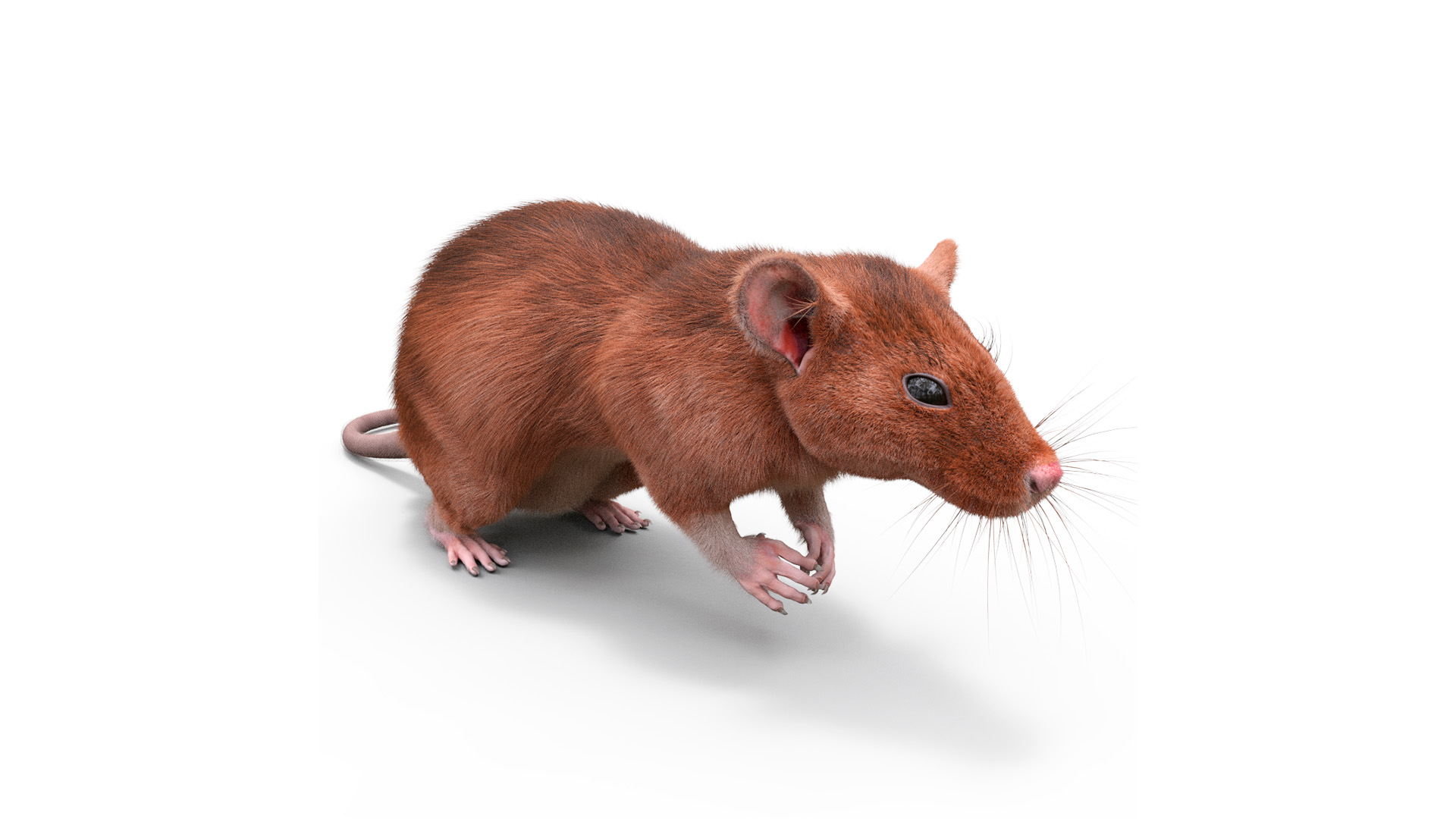 Realistic Lifelike Rodent Rat 3D model