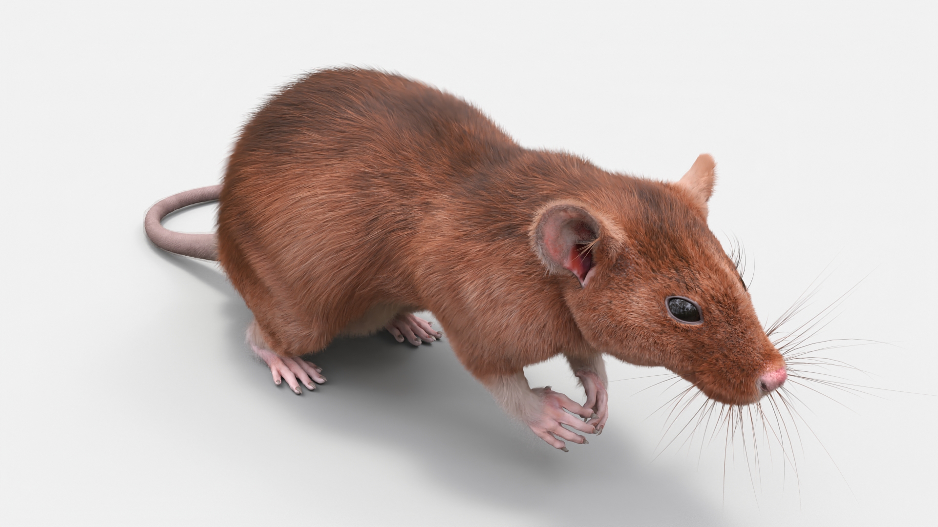 Realistic Lifelike Rodent Rat 3D model