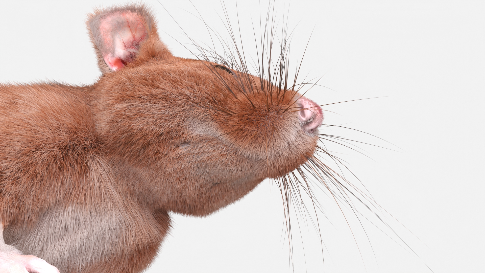 Realistic Lifelike Rodent Rat 3D model