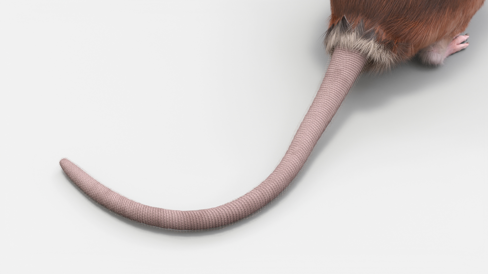 Realistic Lifelike Rodent Rat 3D model