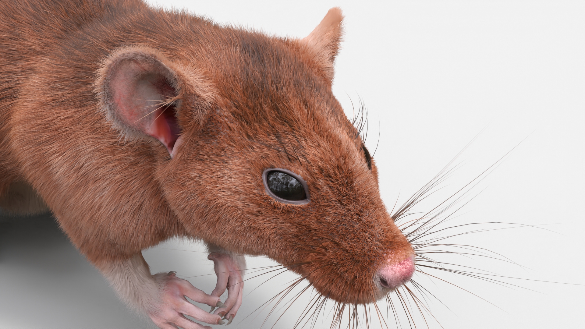 Realistic Lifelike Rodent Rat 3D model