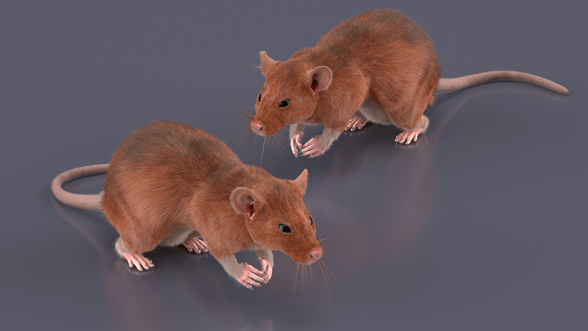 Realistic Lifelike Rodent Rat 3D model