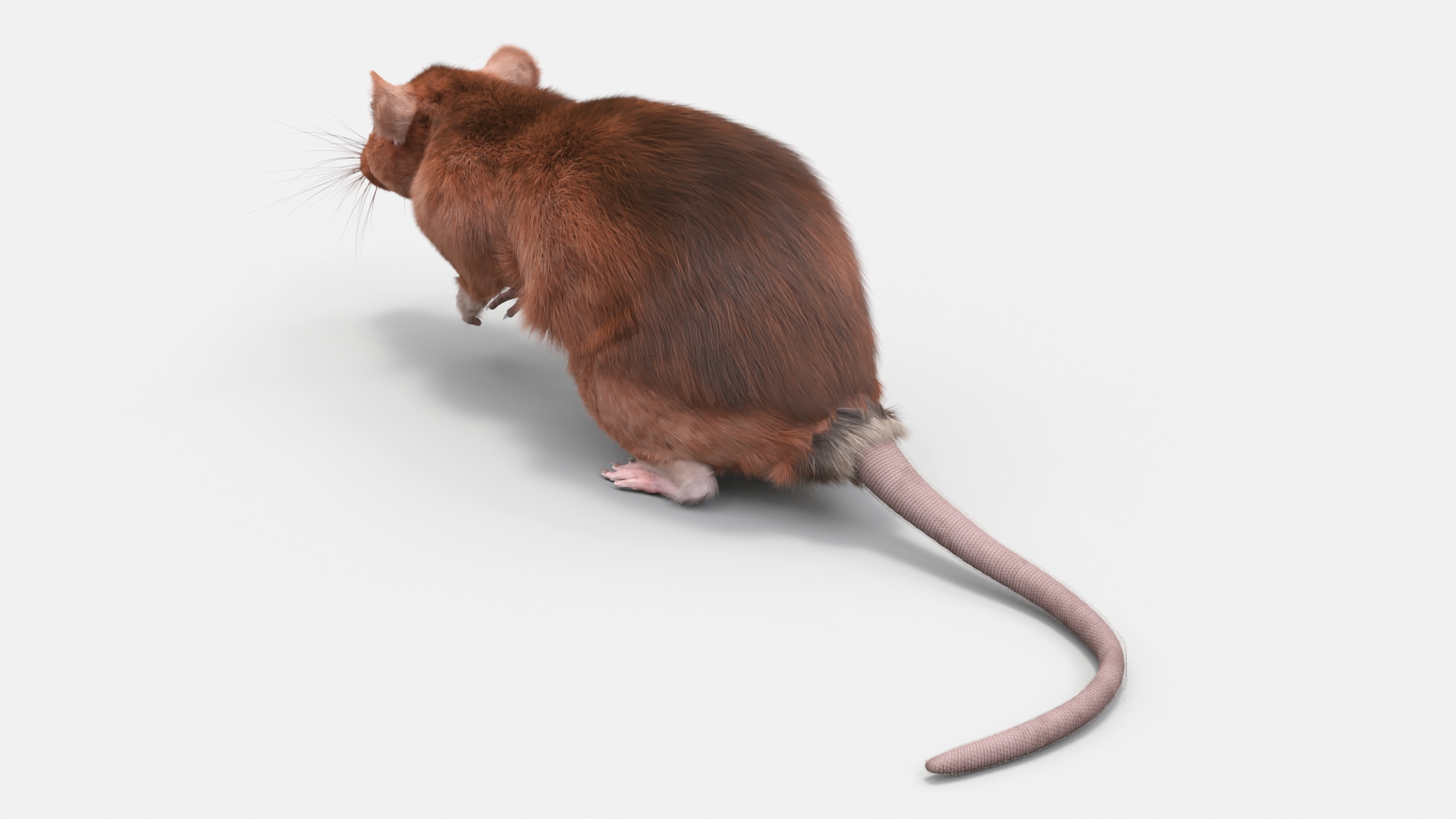 Realistic Lifelike Rodent Rat 3D model