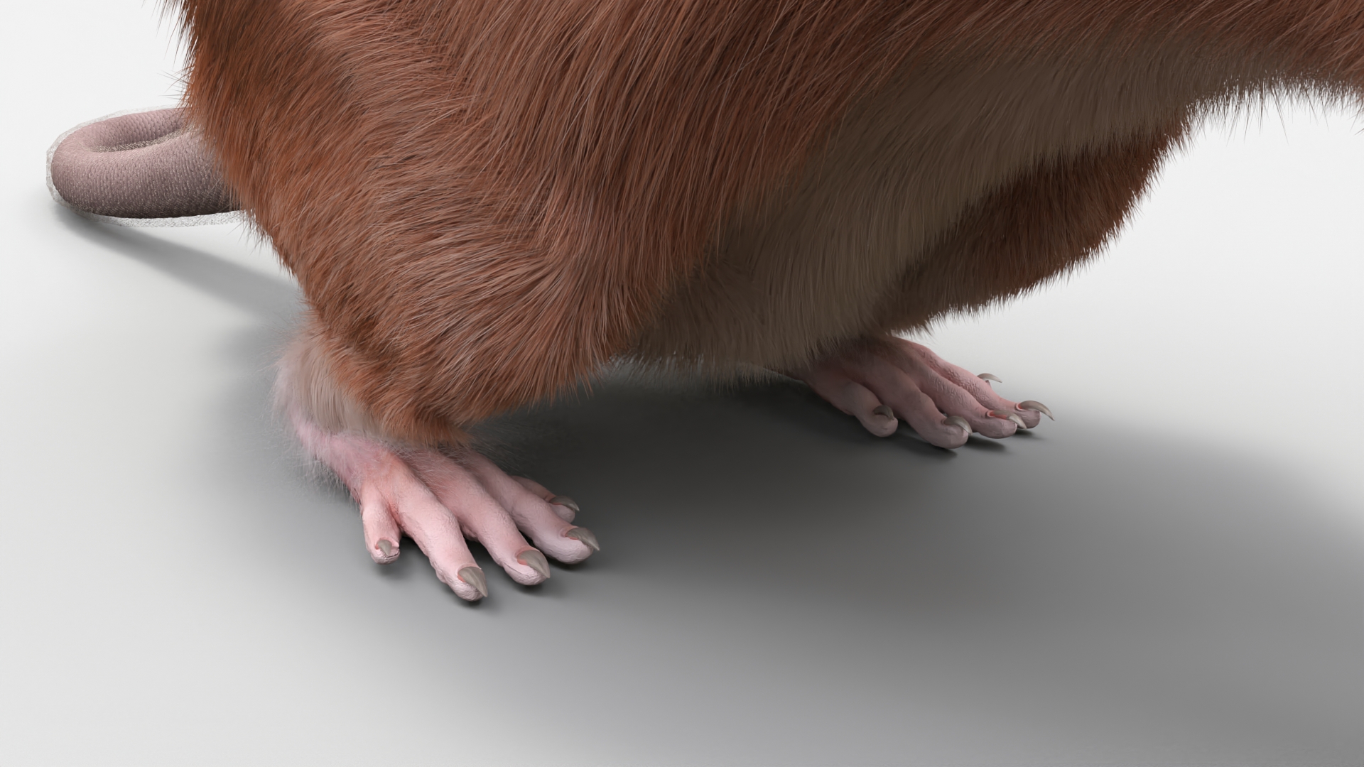Realistic Lifelike Rodent Rat 3D model