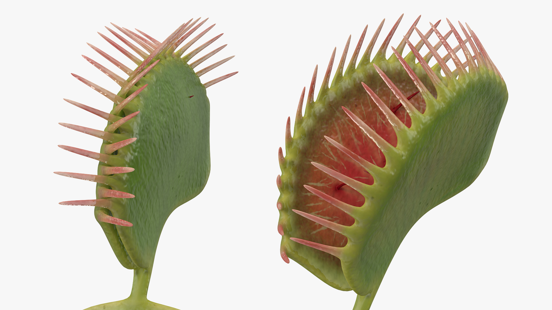 3D Venus Flytrap Dionaea Muscipula Rigged model