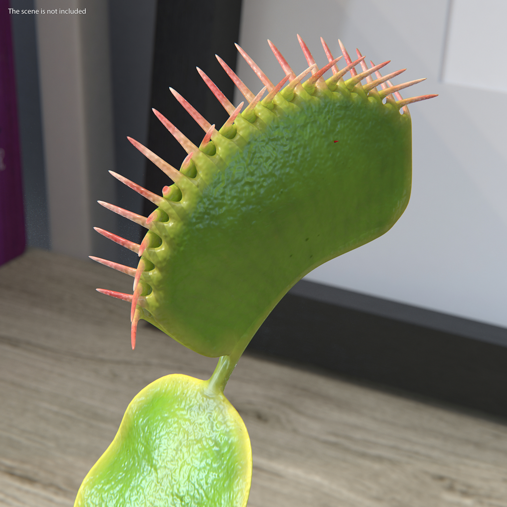 3D Venus Flytrap Dionaea Muscipula Rigged model