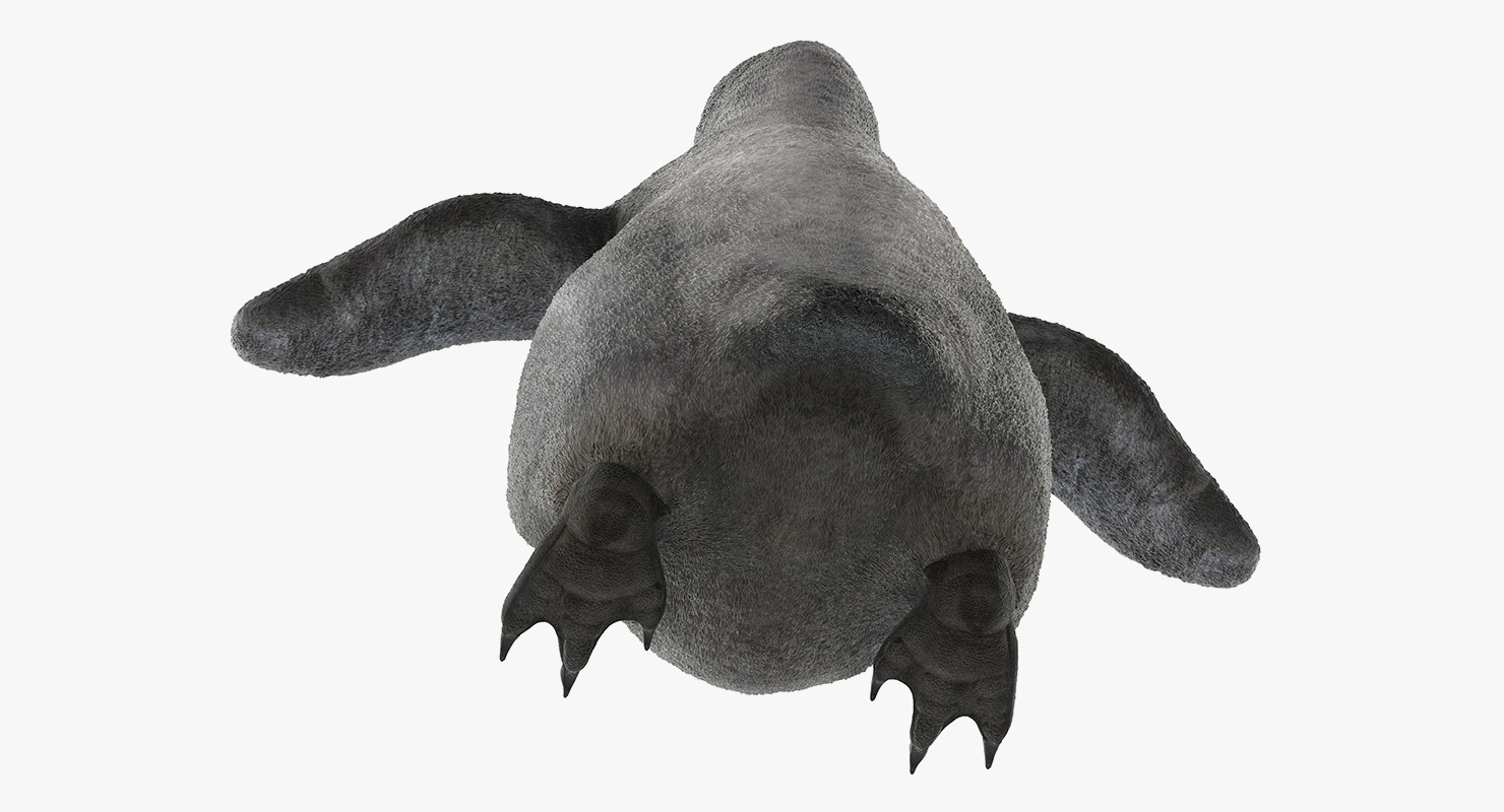Baby Emperor Penguin Rigged 3D